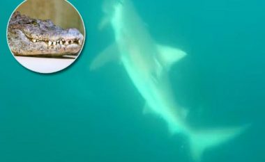 Takimi i “pazakontë” mes krokodilit pesë metra dhe peshkaqenit – pamjet e filmuar nga droni në Australi