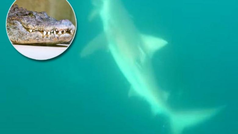 Takimi i “pazakontë” mes krokodilit pesë metra dhe peshkaqenit – pamjet e filmuar nga droni në Australi