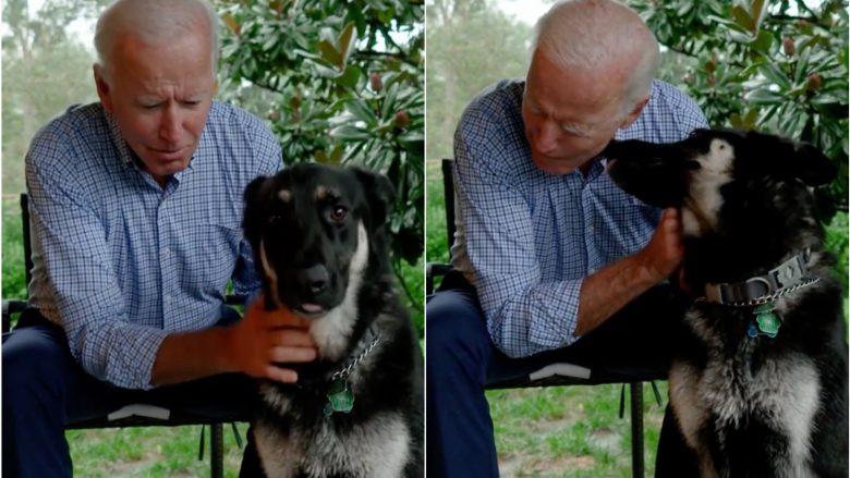 Edhe qeni i Joe Biden bën historinë si qeni i parë i shpëtimit në Shtëpinë e Bardhë
