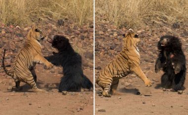 Tigri Bengal lufton me ariun që njihet si ‘më vdekjeprurësi në botë’ – kush mendoni se fitoi?