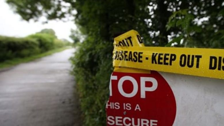 “Shpërthen” gripi i shpezëve – rreth 500 rosa e pula do të mbyten në një fermë në Britani