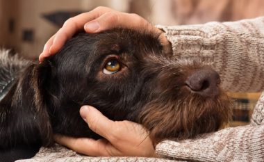 Mësoni përse edhe qentë ndonjëherë kanë nevojë për antidepresivë