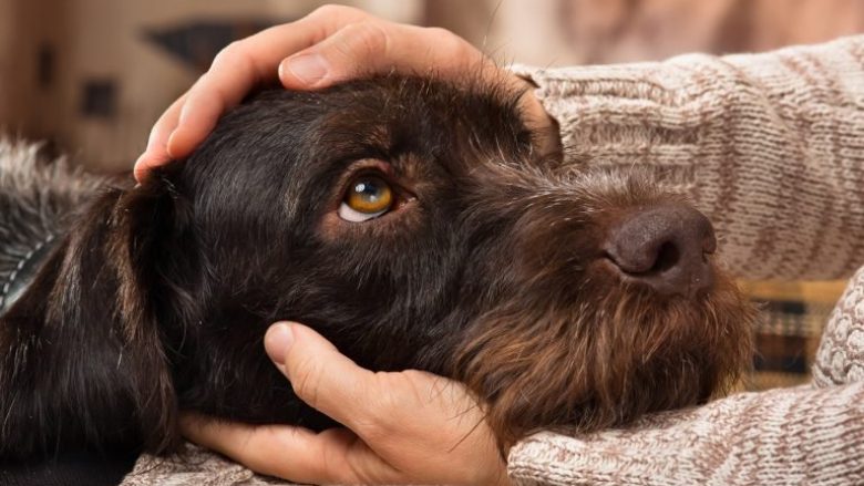 Mësoni përse edhe qentë ndonjëherë kanë nevojë për antidepresivë