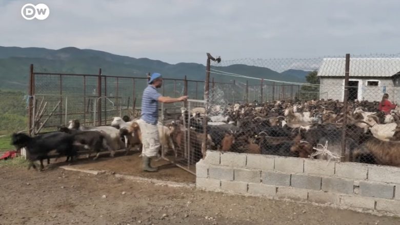 Eksperiencat e fituara në Evropë, Leonardi i solli në fermën e tij të dhive në Shqipëri