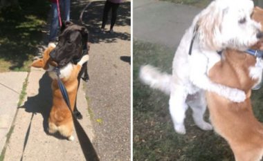 Qeni i dashur përqafon çdo qen që sheh gjatë shëtitjeve