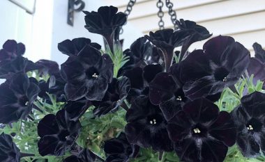 Petunia e zezë do ta bëjë kopshtin tuaj të duket i magjishëm