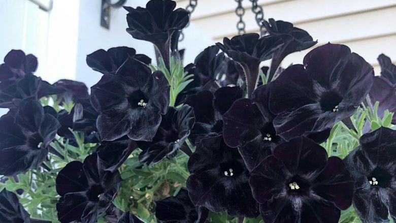 Petunia e zezë do ta bëjë kopshtin tuaj të duket i magjishëm
