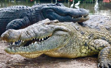Ku është dallimi midis krokodilit dhe aligatorit?