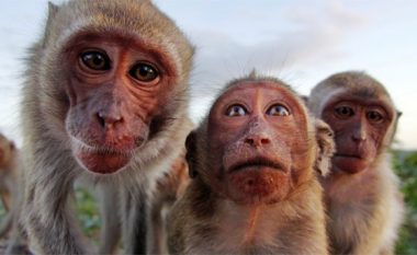 Eksperimenti finlandez: Majmunët preferojnë më shumë zhurmën e veturës sesa tingujt nga natyra