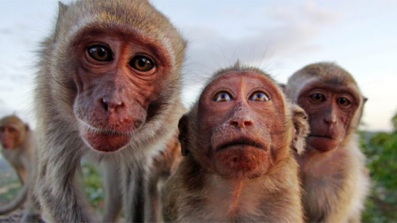 Eksperimenti finlandez: Majmunët preferojnë më shumë zhurmën e veturës sesa tingujt nga natyra