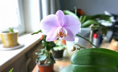 Orkideja, ideale për çdo anë të botës: Phalaeonapsis është ideale për dritaret e vendosura në drejtim të lindjes