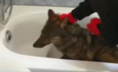Ujku hyn në banjën e një shtëpie në Deçan
