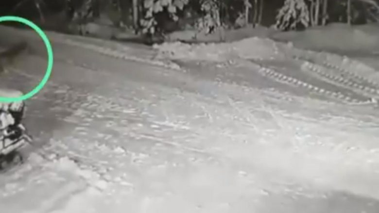Po luante me kushërinjtë fshehtas në borë, 10-vjeçari nga Rusia sulmohet nga ujku – e shpëton qeni që e jep jetën për të