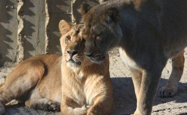 Katër luanë infektohen me COVID-19 në Spanjë