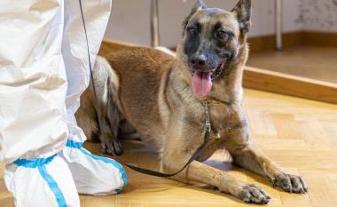Austria prezanton qenin ushtarak që mund të nuhasë coronavirusin