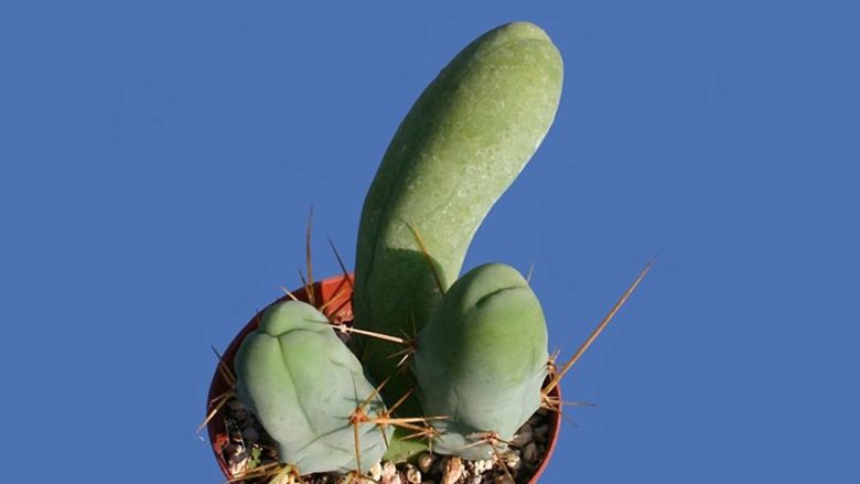 Provoni diçka ndryshe: Këtë lloj kaktusi e kultivojnë njerëzit me shije të veçantë