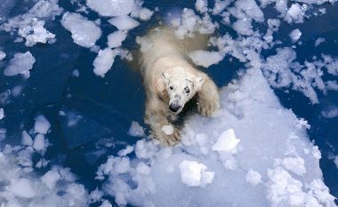 ‘Fitore e madhe për arinjtë polarë’ – projekti i Trump për shpime në Arktik refuzohet