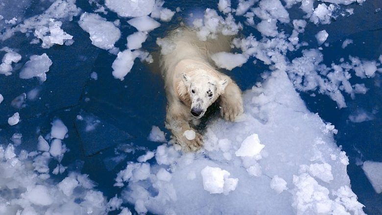 ‘Fitore e madhe për arinjtë polarë’ – projekti i Trump për shpime në Arktik refuzohet