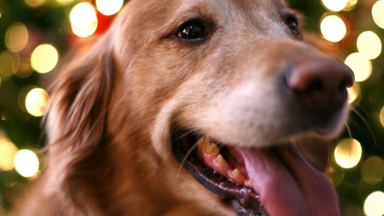 Pronarët e kafshëve paralajmërohen: Ushqimi dhe zbukurimet festive mund të ‘helmojnë’ qentë – si t’i mbroni
