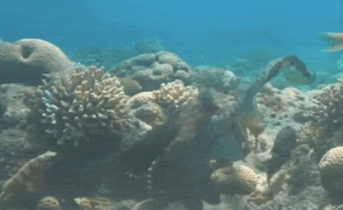 Oktapodët vëzhgohen duke ‘grushtuar’ peshqit, mbase nga inati
