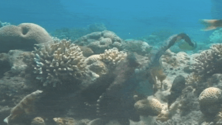 Oktapodët vëzhgohen duke ‘grushtuar’ peshqit, mbase nga inati