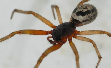 Shkencëtarët konfirmojnë se disa kafshime merimange injektojnë diçka edhe më të keqe se helmi