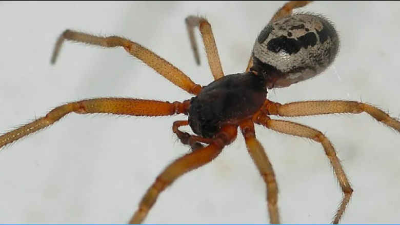 Shkencëtarët konfirmojnë se disa kafshime merimange injektojnë diçka edhe më të keqe se helmi