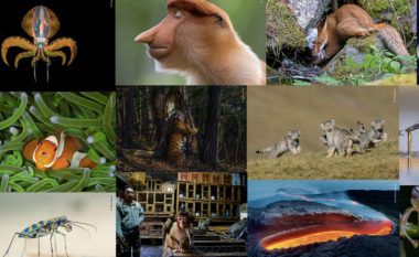 Shikoni fotot më të mira të kafshëve të egra për vitin 2020