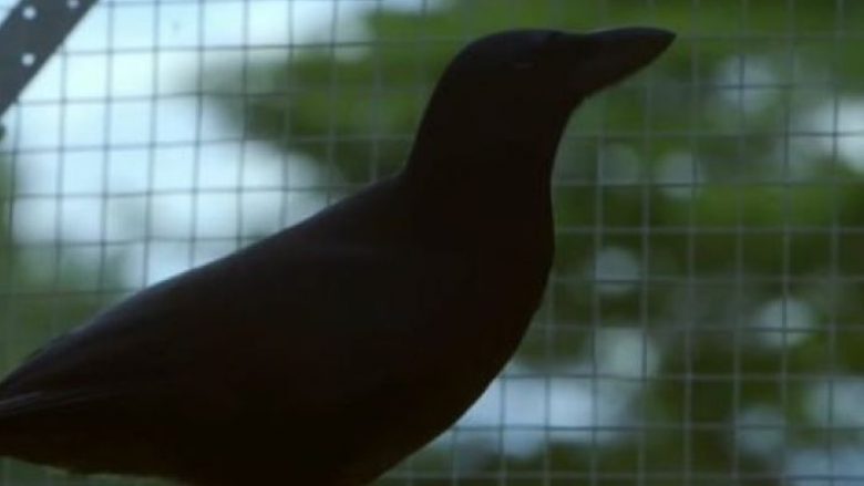 Sorrës iu dha një detyrë që e zgjidhi dhe kështu u provua që është zogu më inteligjent në botë?