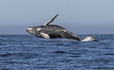 Fotografi të rralla të balenave teksa dremitin
