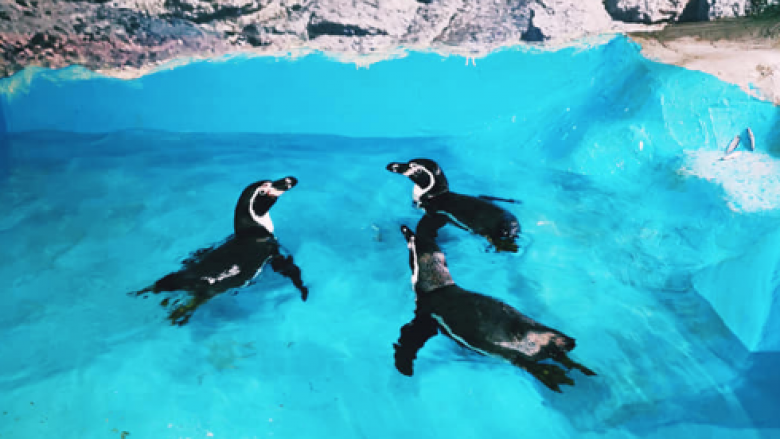 Pinguinët mbërrijnë në Kopshtin Zoologjik të Shkupit