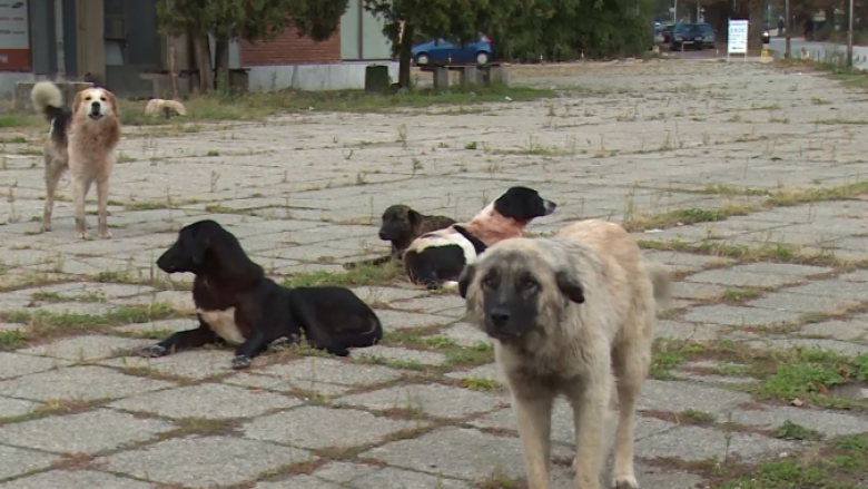 Problemi me qentë endacak në Tetovë, Kasami: Tenderi është në procedurë, trajtimi për një qen kushton 300 euro