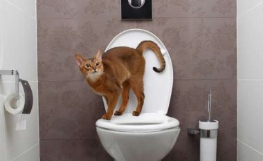 Pse macet ju ndjekin kur shkoni në banjë gjatë gjithë kohës?