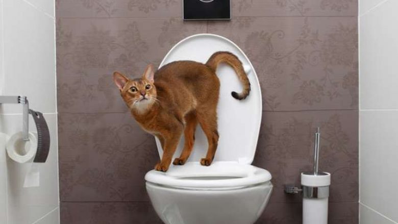 Pse macet ju ndjekin kur shkoni në banjë gjatë gjithë kohës?