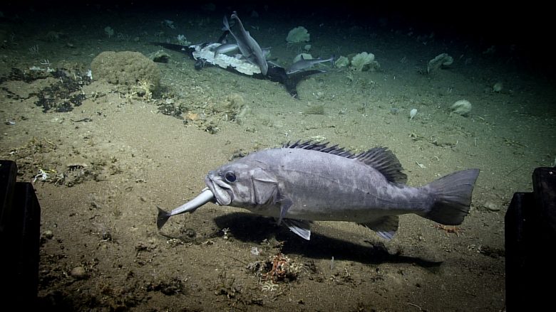 Shkencëtarët kapin pamje tepër të rralla të peshqve të detit të thellë që gllabërojnë një peshkaqen të tërë