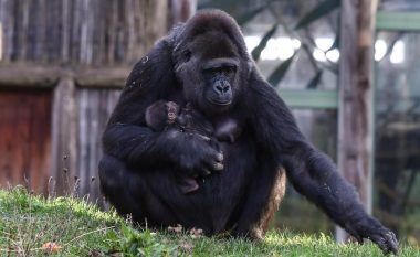 Tetë gorilla rezultojnë pozitiv në testin e COVID-19, u infektuan nga punonjësit e kopshtit zoologjik në San Diego