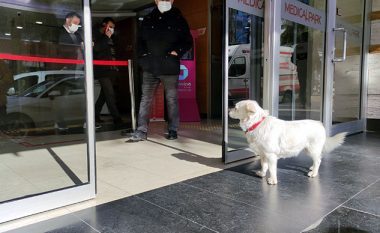 Qeni ribashkohet me pronarin e tij, pasi e priti për gjashtë ditë – para një spitali në Turqi