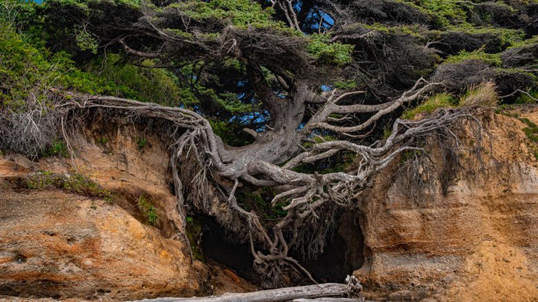 Druri i mrekullueshëm i cili sfidon rregullat: Me vite të tëra qëndron mbi tokë dhe lufton për mbijetesën e tij
