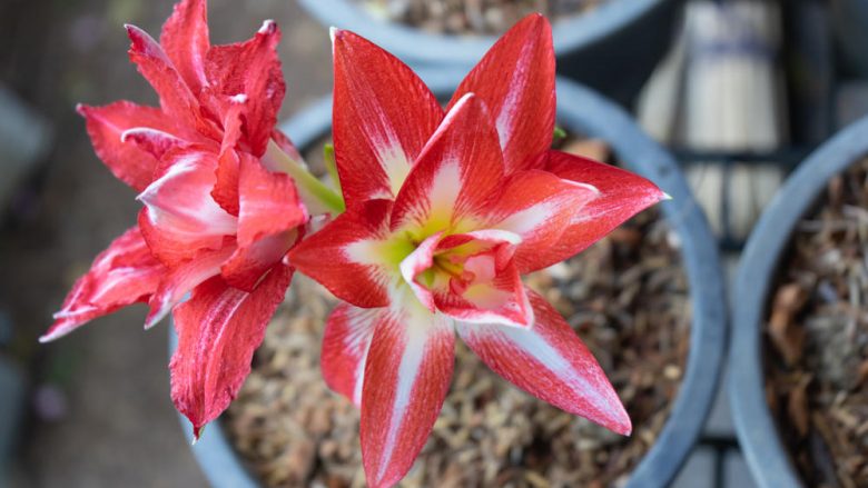 Tani është koha e duhur për të mbjellë lulen amaryllis: Si kultivohet në mënyrën e duhur në shtëpi dhe në ballkon!