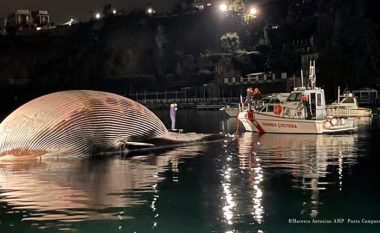 Dy anije mezi e largojnë një balenë të madhe nga porti italian