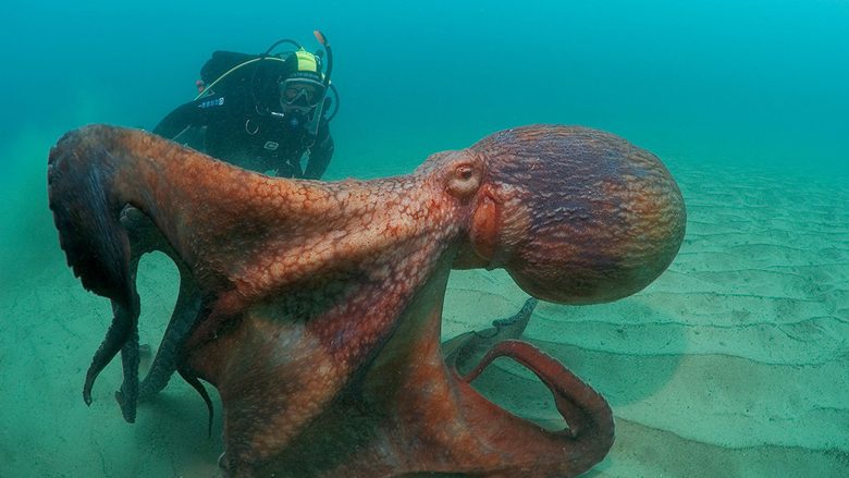 Selfie me speciet më të mëdha të oktapodit në botë