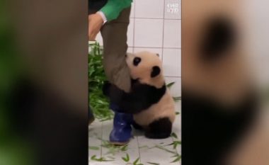 Bebja panda bëhet virale, nuk do të ndahet nga kujdestari i saj