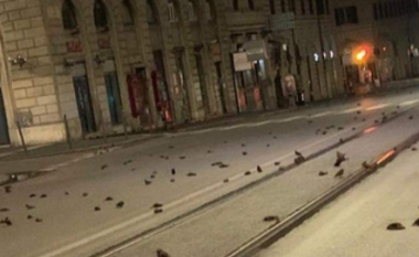 Qindra zogj u gjetën të ngordhur në rrugët e Romës, pas shfaqjeve të fishekzjarreve të Vitit të Ri