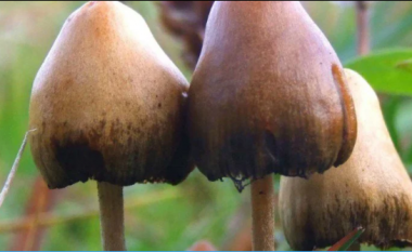 Një burrë injektoi ‘çaj’ kërpudhash magjike në damarë, kërpudhat u rritën brenda tij
