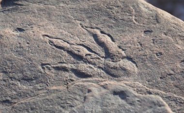 Katërvjeçarja zbulon gjurmë të dinozaurit në një plazh të Uellsit