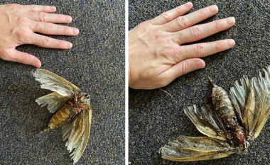 Një grua në Australi po pastronte një shtëpi dhe gjeti një insekt sa “madhësia e një dore”
