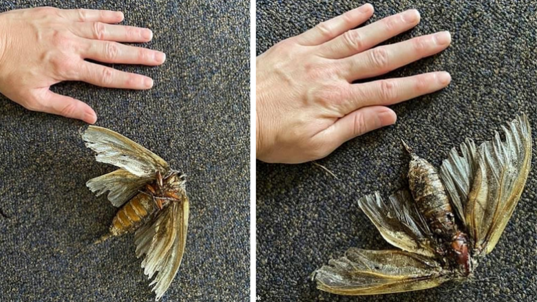 Një grua në Australi po pastronte një shtëpi dhe gjeti një insekt sa “madhësia e një dore”