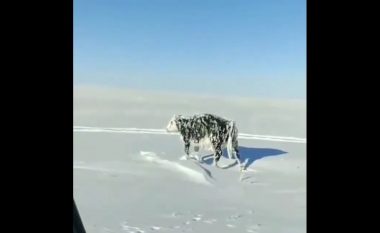 Shoferi hasi në një lopë të ngrirë pranë rrugës në Kazakistan