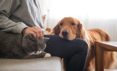 Tri mënyra për të përmirësuar shëndetin e veshkave te qeni ose macja juaj