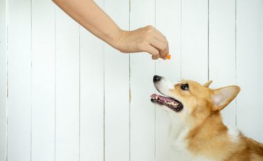 Disa mënyra për ta bërë qenin tuaj të hajë më ngadalë
